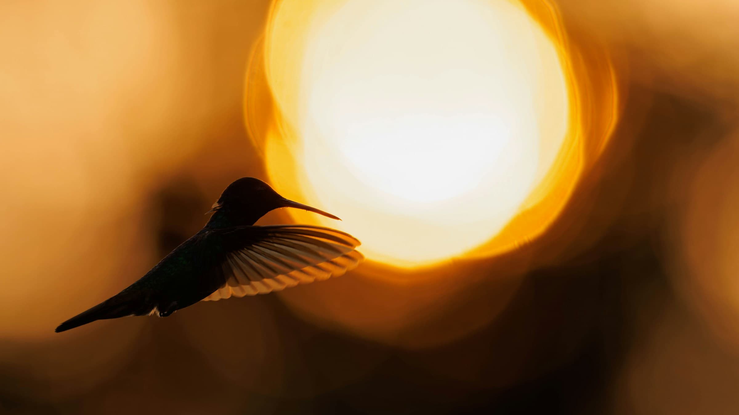 Hummingbird silhouette against a golden sun. Photo by Zdeněk Macháček on Unsplash.