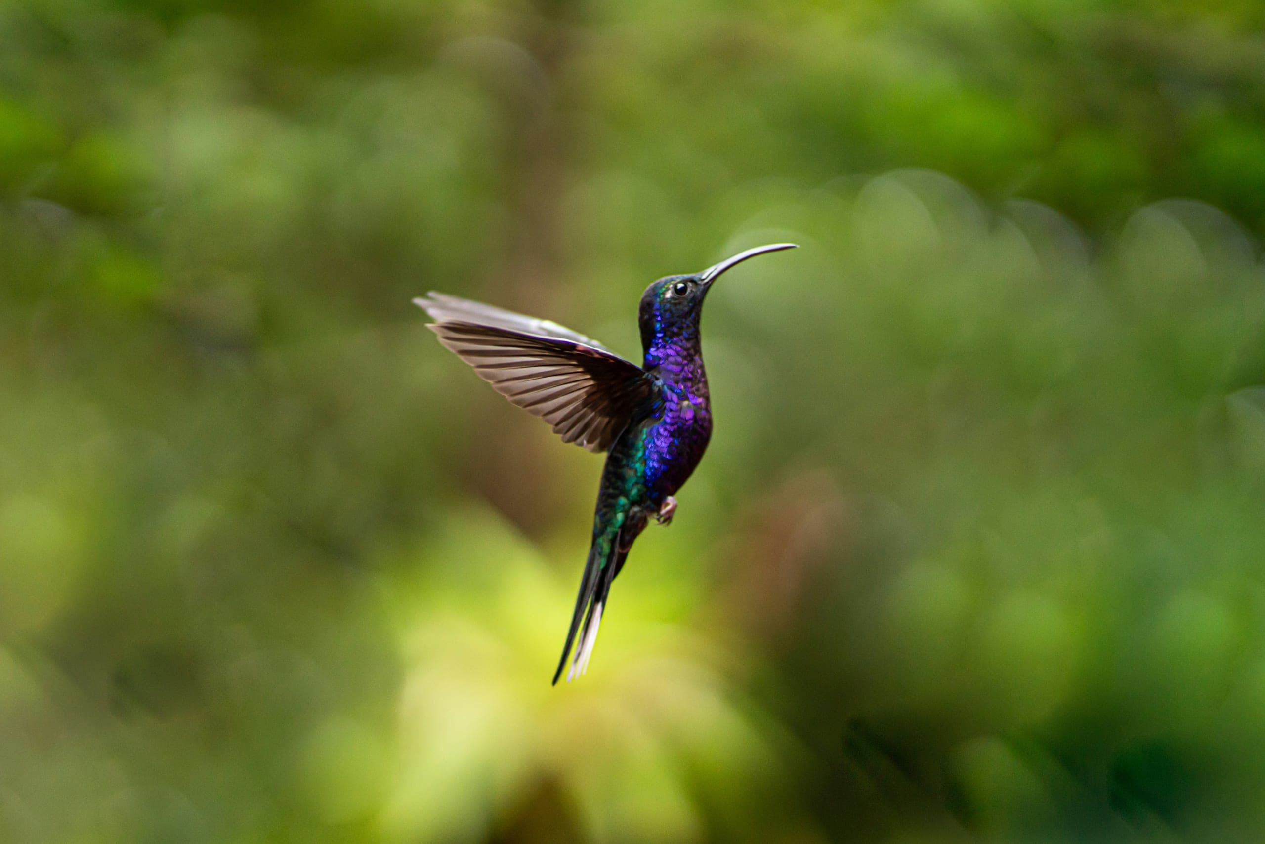 Iridescent hummingbird in mid-flight, wings spread.