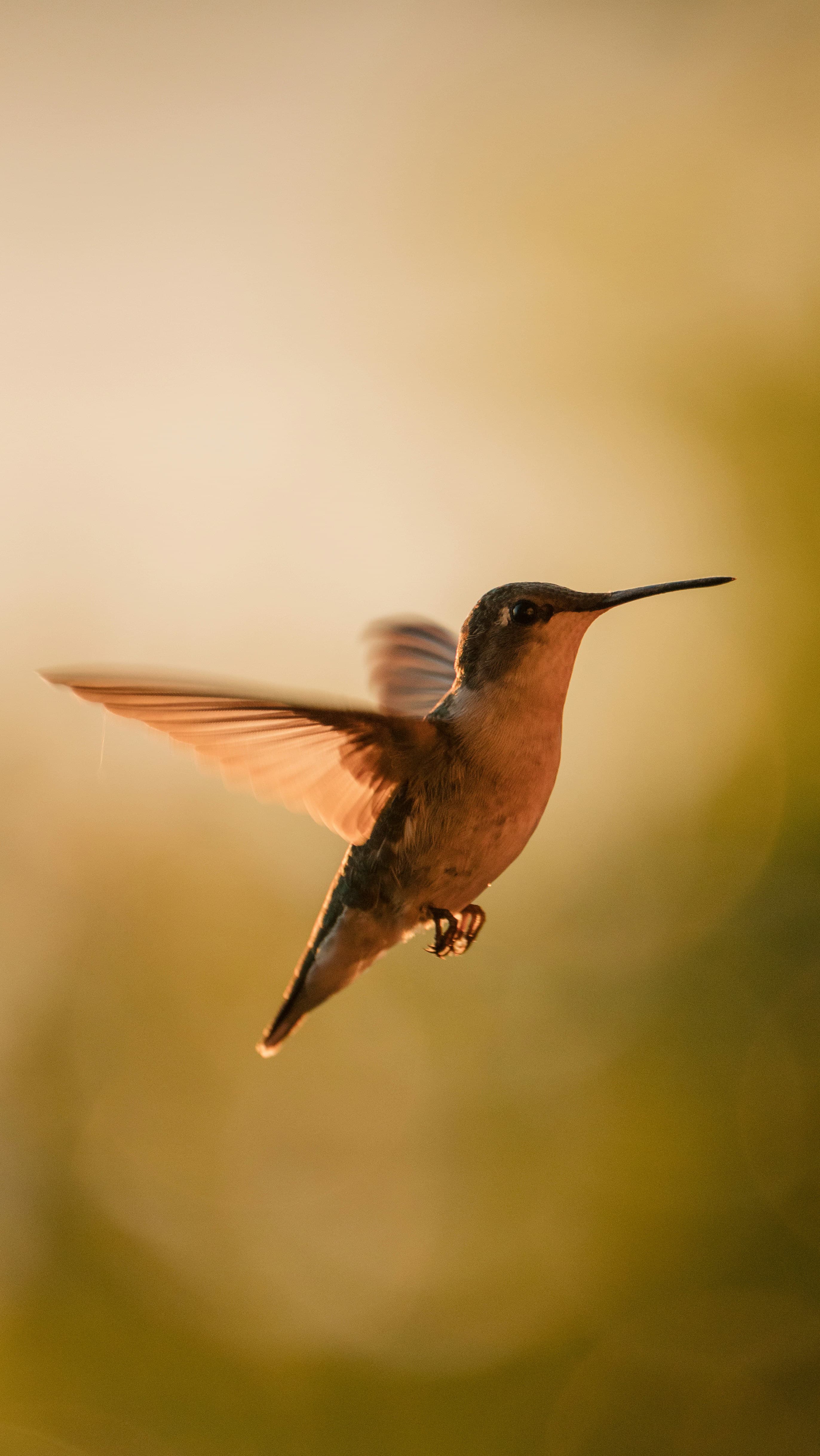 A warm-toned hummingbird at golden hour — agility and resilience as small but mighty.